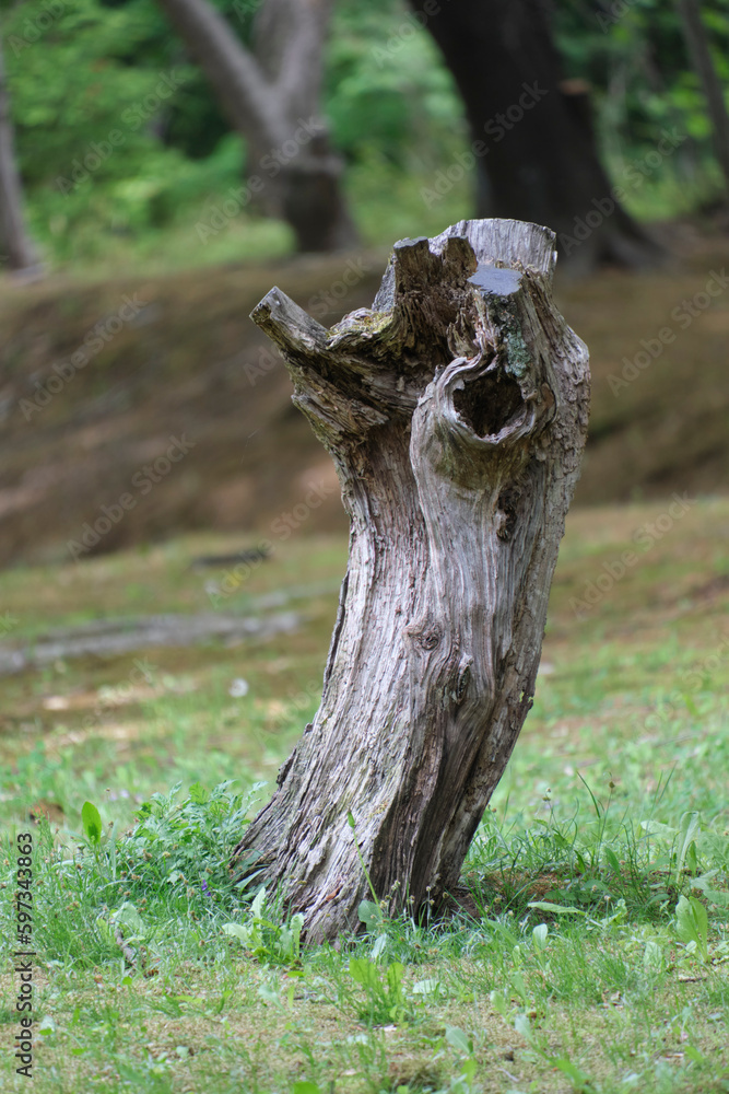 Obraz premium 佇む木の幹