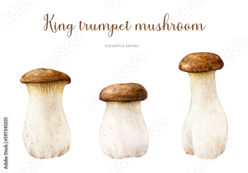 King trumpet mushroom hand painted set. Watercolor illustration. Hand drawn Pleurotus eryngii fungus. Edible fresh king oyster mushroom element collection. Isolated on white background