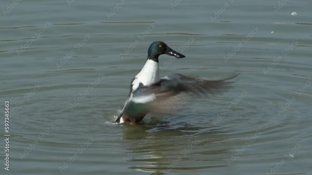 Male shover duck drake swimming and preening in water at Turnbull wildlife refuge in Port Aransas Texas in North America