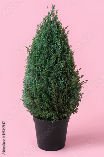 Cypress plant in pot on pink background photo