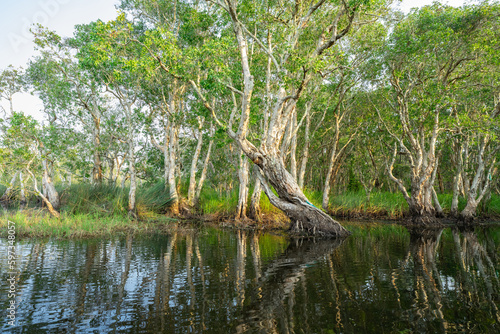 White samet or cajuput trees in wetlands forest with reflections in water. Greenery botanic garden. Freshwater wetland. Beauty in nature. Body of water. Lush green forest in wetland. Environment day. photo