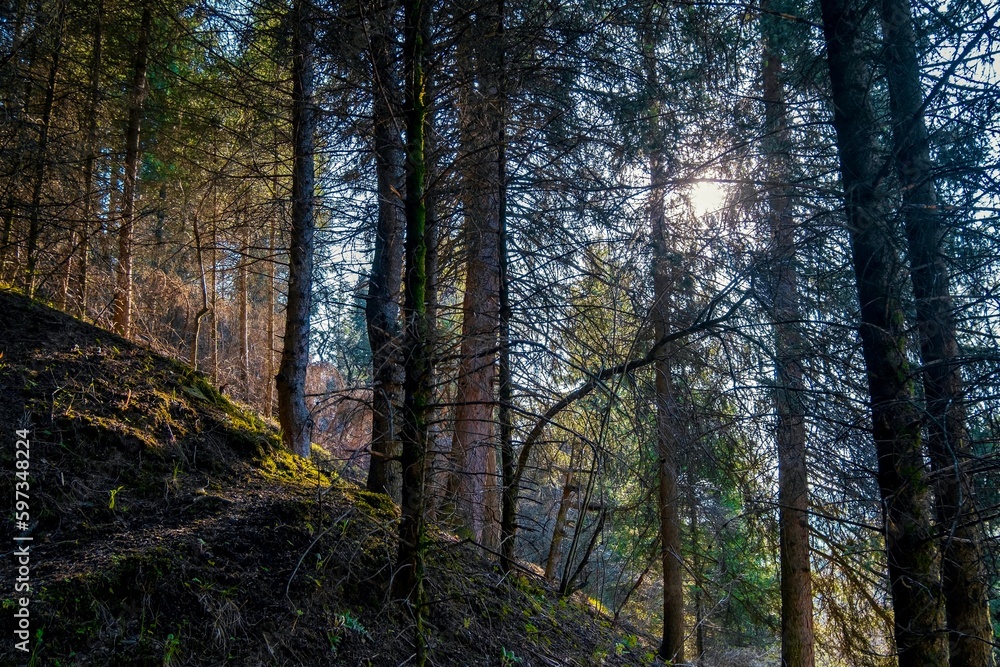 Fototapeta premium Sun shining trough pine branches in the forest