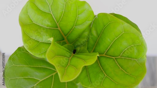 fiddle leaf fig tree high angle view on white background photo