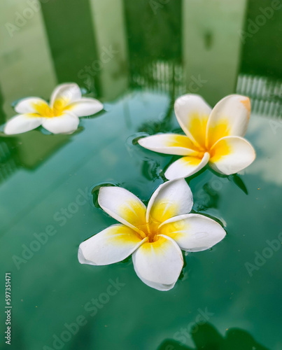 frangipani flowers that fall and are above the pool water