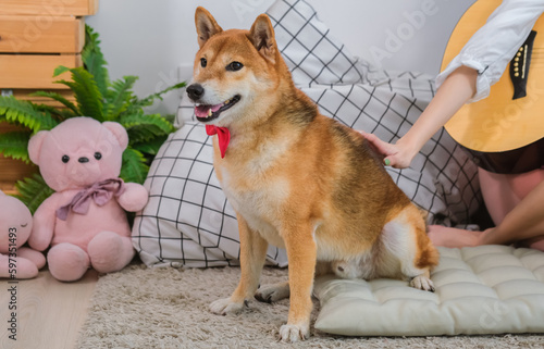 The Shiba Inu and the doll make for a sweet and adorable picture.
