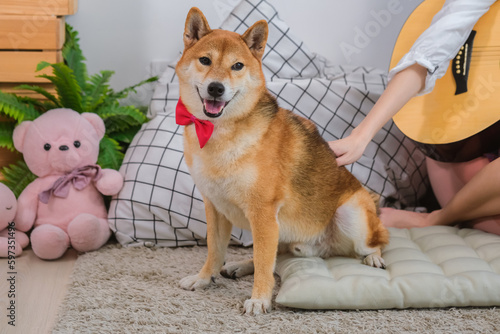 The Shiba Inu seems to be enjoying the quiet moment with its toy while looking to the camera.