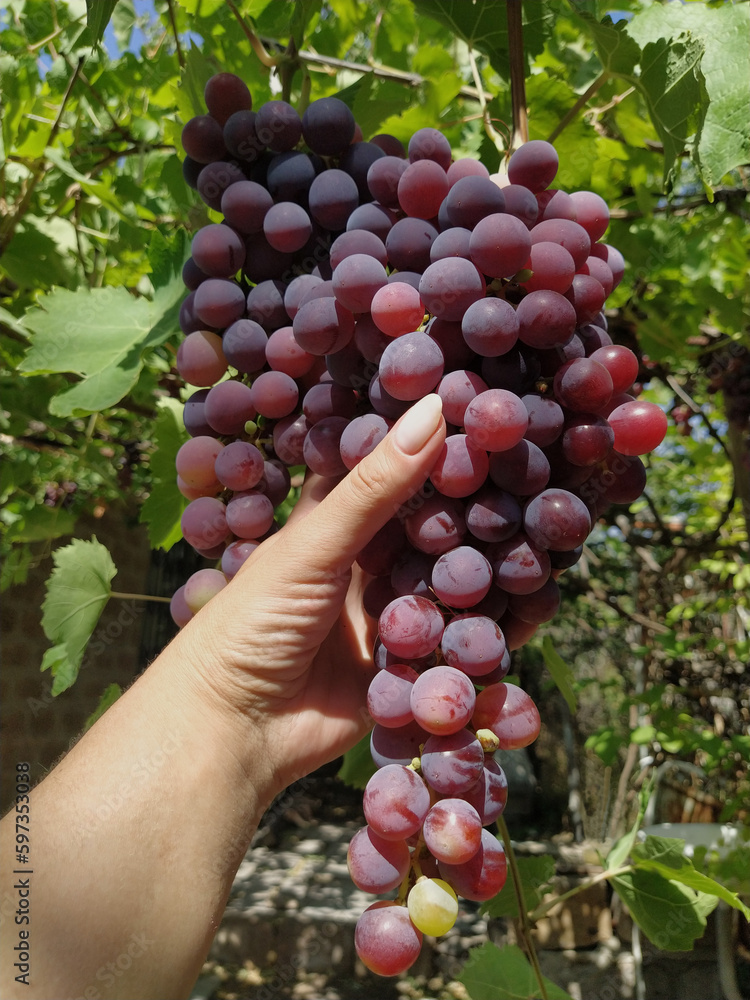hand holds a handful of grapes in the vineyard