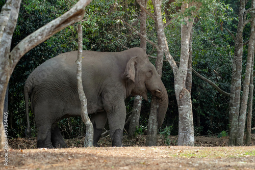 Asian wild elephant with broken ivory walk on the edge of the forest in Thailand