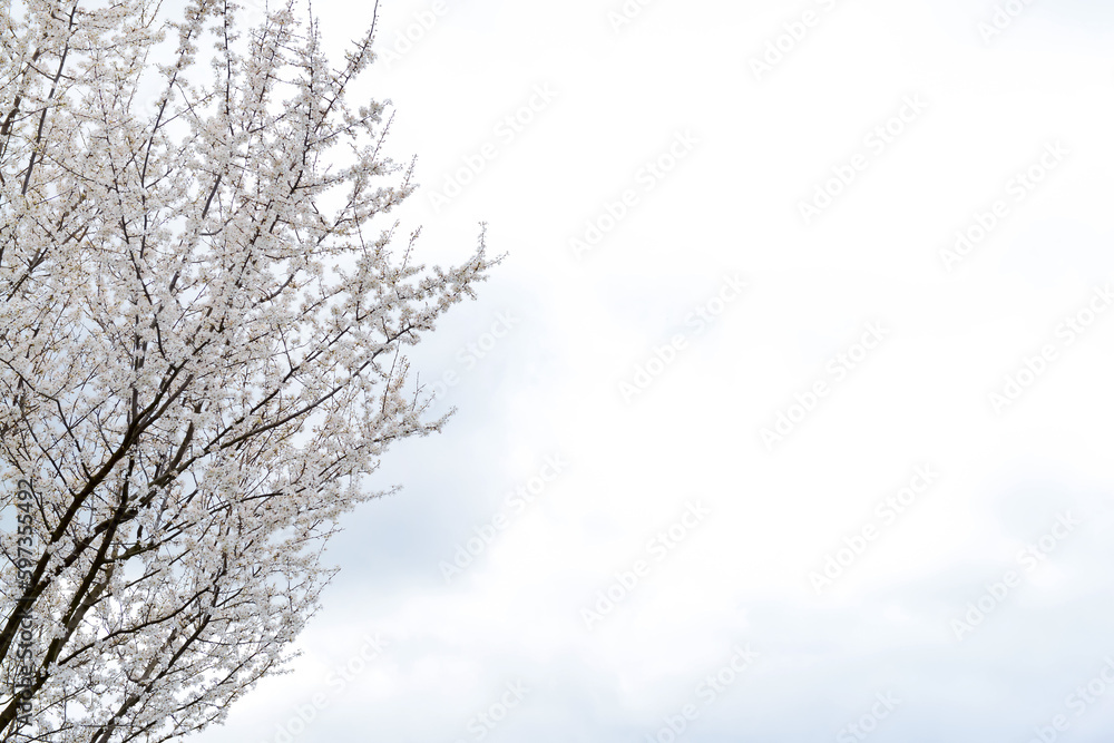 Tree branches with blooming flowers against sky background Tree branches with blooming flowers against sky background