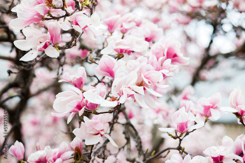 Spring time - magnolia