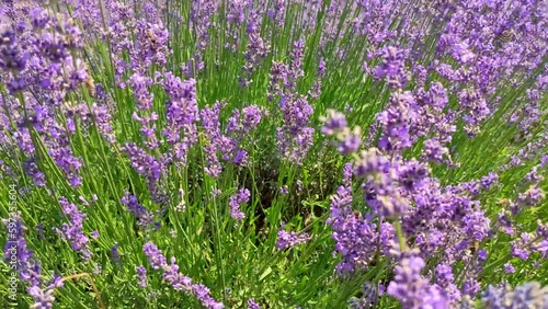 Beautiful purple lavender flowers swaying in the summer field. Warm and inspiration concept. Bee gathering pollen on flower.