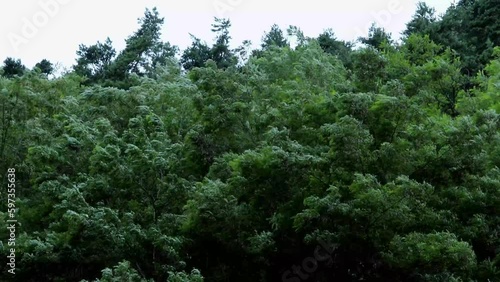Blowing wind rain storm damage tree. Bad weather storm city. Heavy rain and strong wind blowing trees. Downpour, storm wind gust. Rainstorm. Stormy weather city flood street rain shower. Rainy weather