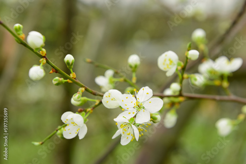 Tree branches with blooming white flowers outdoors  closeup