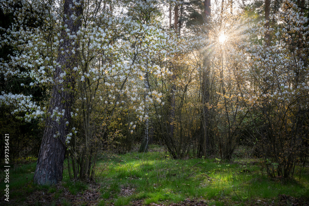 Naklejka premium Beautiful blossoming juneberry trees in the forest