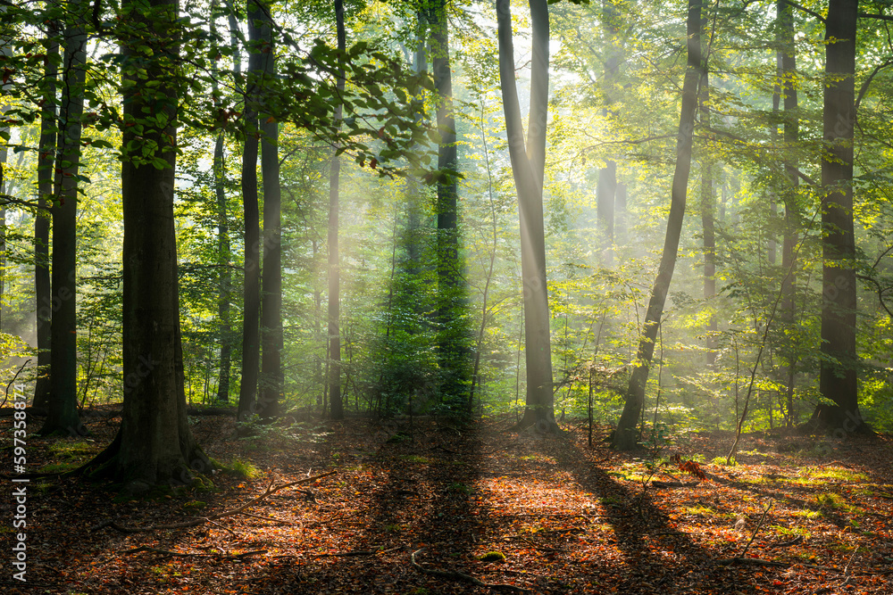 Beautiful sunny morning in green forest