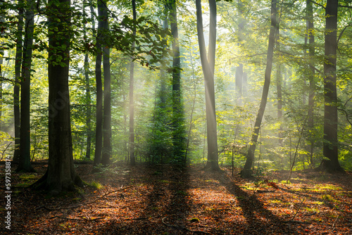 Fototapeta Naklejka Na Ścianę i Meble -  Beautiful sunny morning in green forest