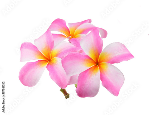 Frangipani flower isolated on transparent png
