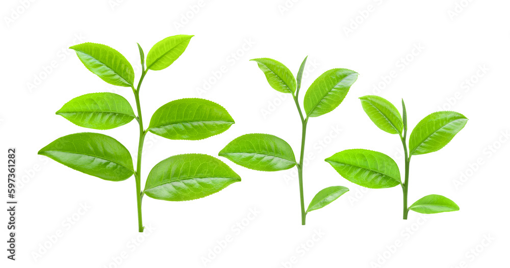 tea leaf isolated on transparnt png tea leaf isolated on transparnt png