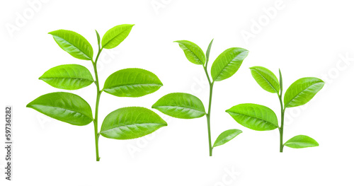 tea leaf isolated on transparnt png © sommai