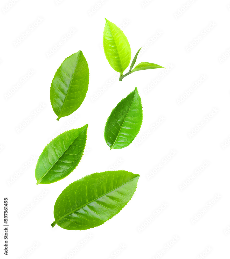 tea leaf isolated on transparnt png tea leaf isolated on transparnt png