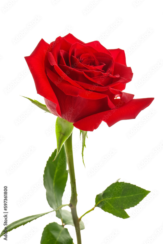 Naklejka premium Beautiful red rose on white background