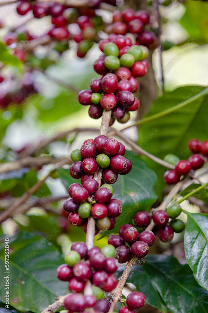 ripe arabica coffee beans on brance tree in farm.green Robusta and arabica coffee berries by agriculturist hands,Worker Harvest arabica coffee berries on its branch, agriculture concept.