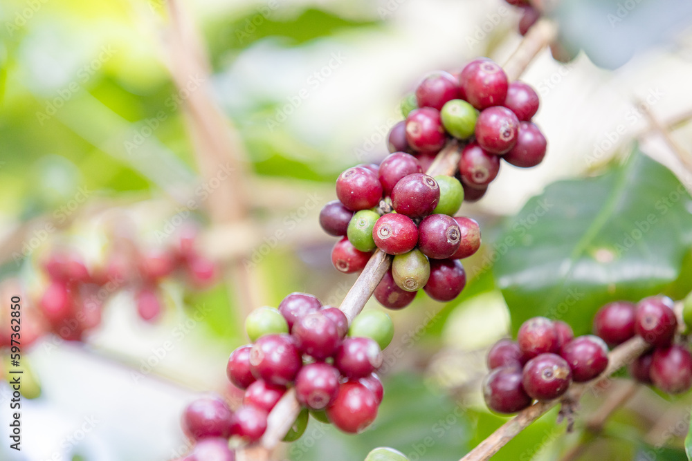 ripe arabica coffee beans on brance tree in farm.green Robusta and arabica coffee berries by agriculturist hands,Worker Harvest arabica coffee berries on its branch, agriculture concept.
