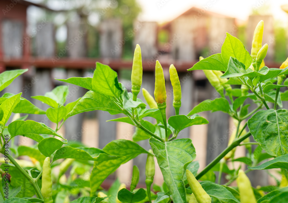 Obraz premium Chili vegetables on the plant, chili vegetables in the garden, fresh vegetables, fresh chili on branch, fresh vegetables in home garden.