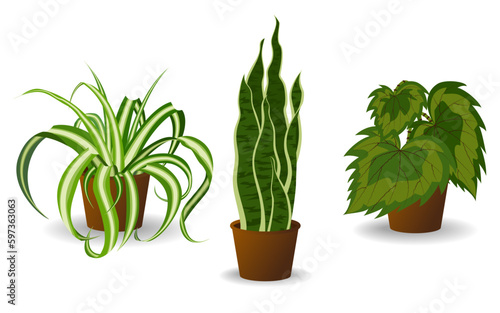 Collection of plants in pots on a white background. A set of indoor plants in flower pots, with variegated leaves and foliage. Various home indoor green decor illustration for decoration, art