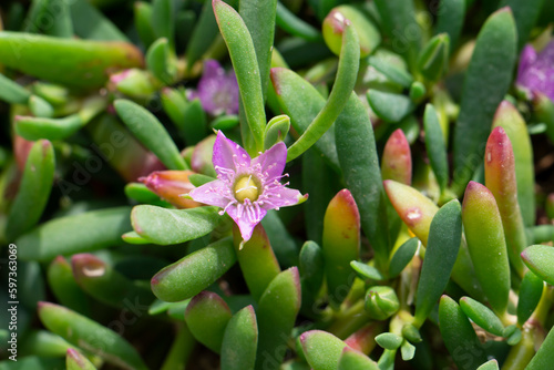 Sesuvium portulacastrum (shoreline purslane, sea purslane) ; sprawling grows in coastal areas. Green leaves thick, smooth, fleshy and glossy that are linear or lanceolate. Flowers are pink or purple.