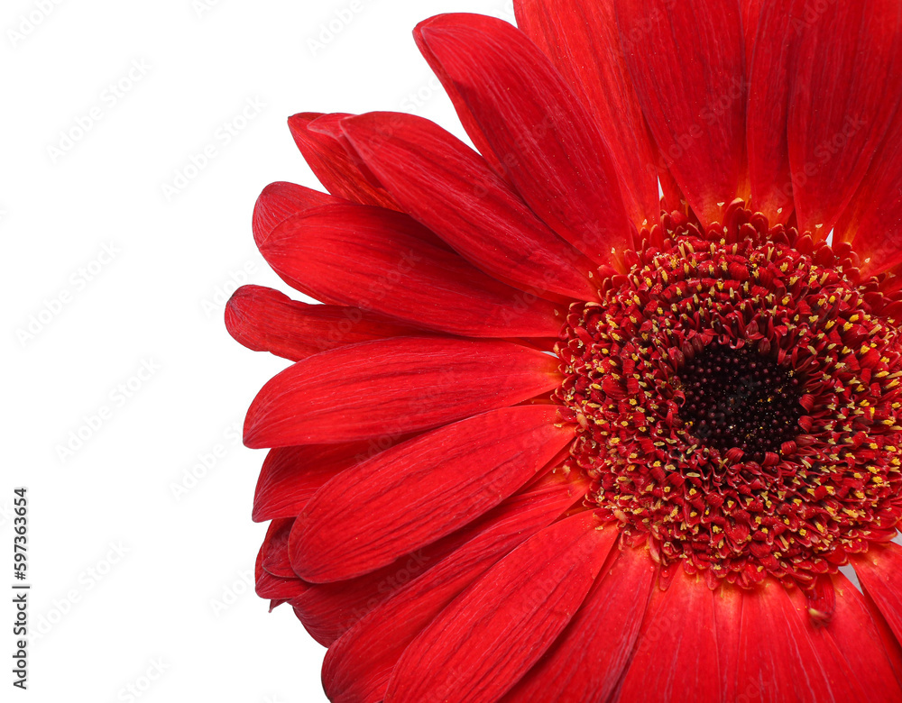 Beautiful gerbera flower on white background, closeup Beautiful gerbera flower on white background, closeup
