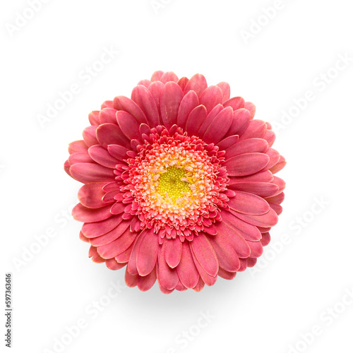 Beautiful gerbera flower on white background © Pixel-Shot