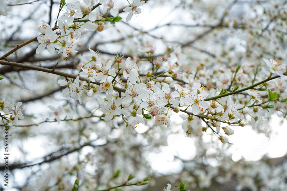 Beautiful blossoming branch on spring day, closeup Beautiful blossoming branch on spring day, closeup