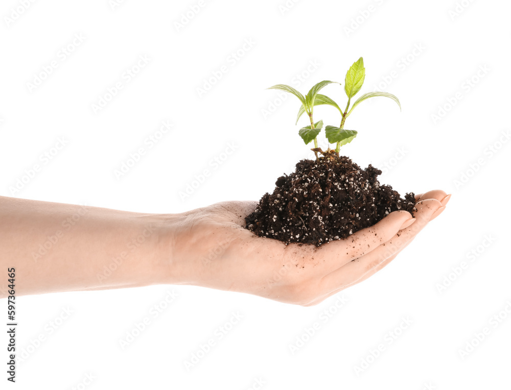 Woman holding heap of soil with green seedlings on white background Woman holding heap of soil with green seedlings on white background