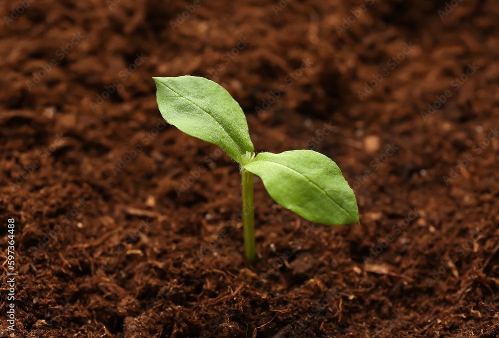 Green seedling growing in garden outdoors Green seedling growing in garden outdoors