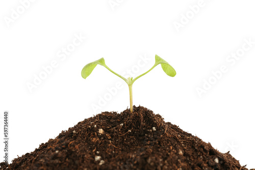 New life growth with young ...