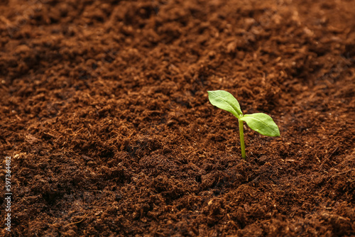 Green seedling growing in g...