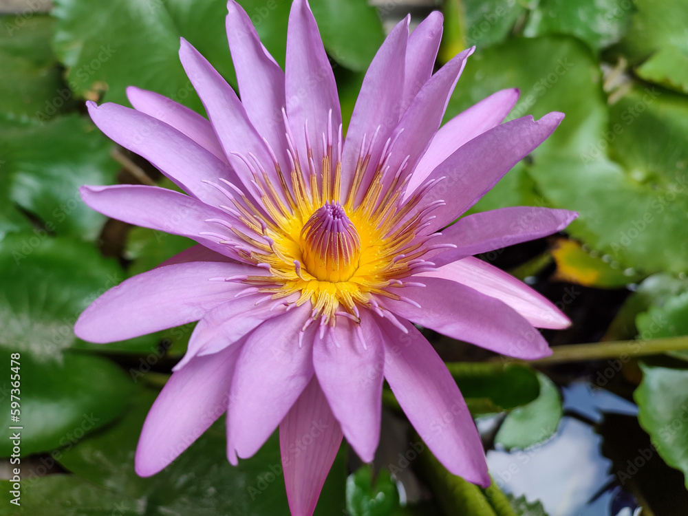 purple lotus flower is very beautiful to look at purple lotus flower is very beautiful to look at