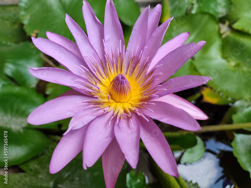 purple lotus flower is very beautiful to look at