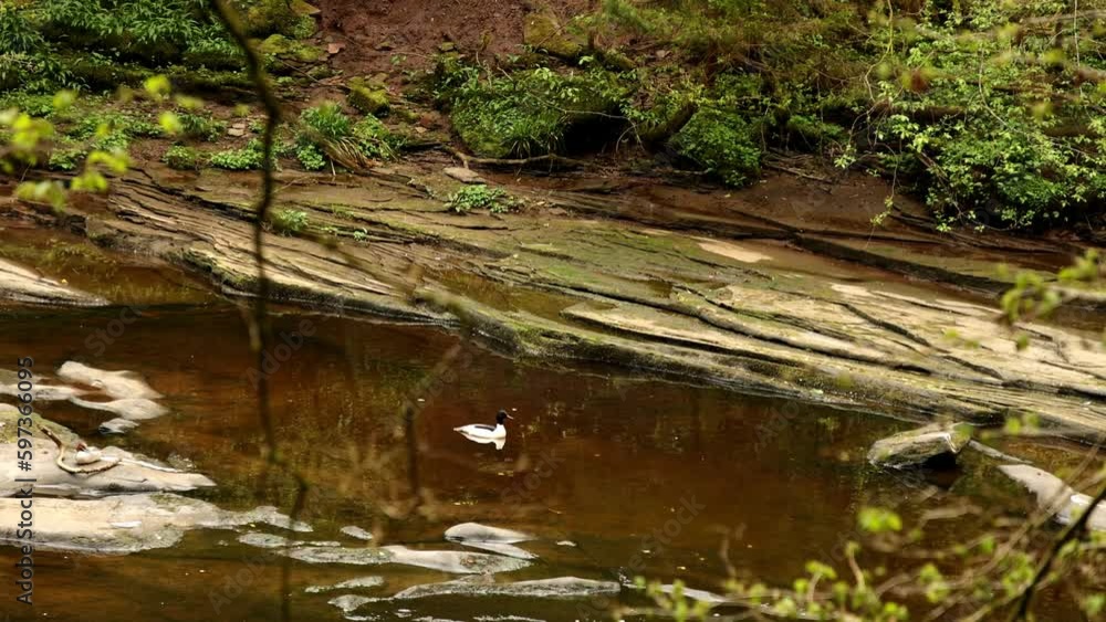 Hand-held shot of a black and white duck swimming in a calm river Hand-held shot of a black and white duck swimming in a calm river