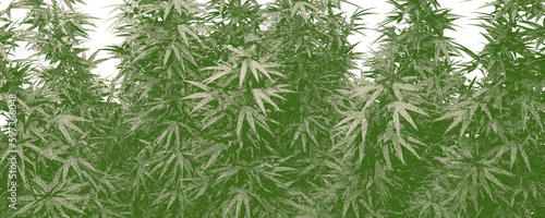 a wide background with cannabis leaves with hatch texture  