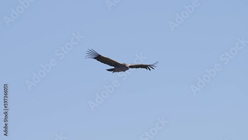 Brilliant tracking view of Adean condor bird of prey soaring wings spread wide photo