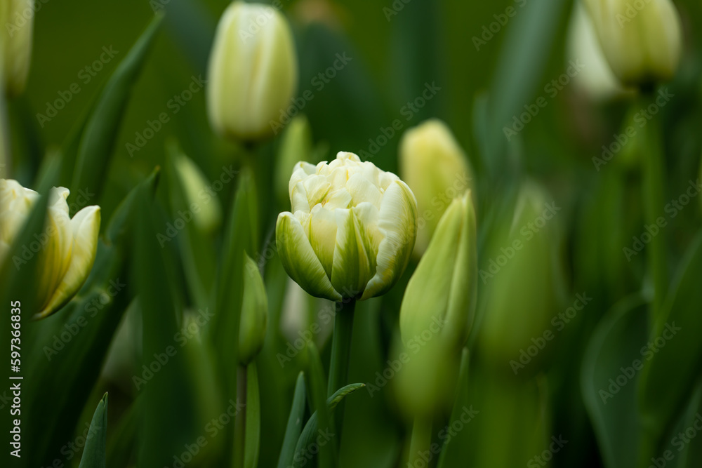Fototapeta premium białe, kremowe pełne tulipany