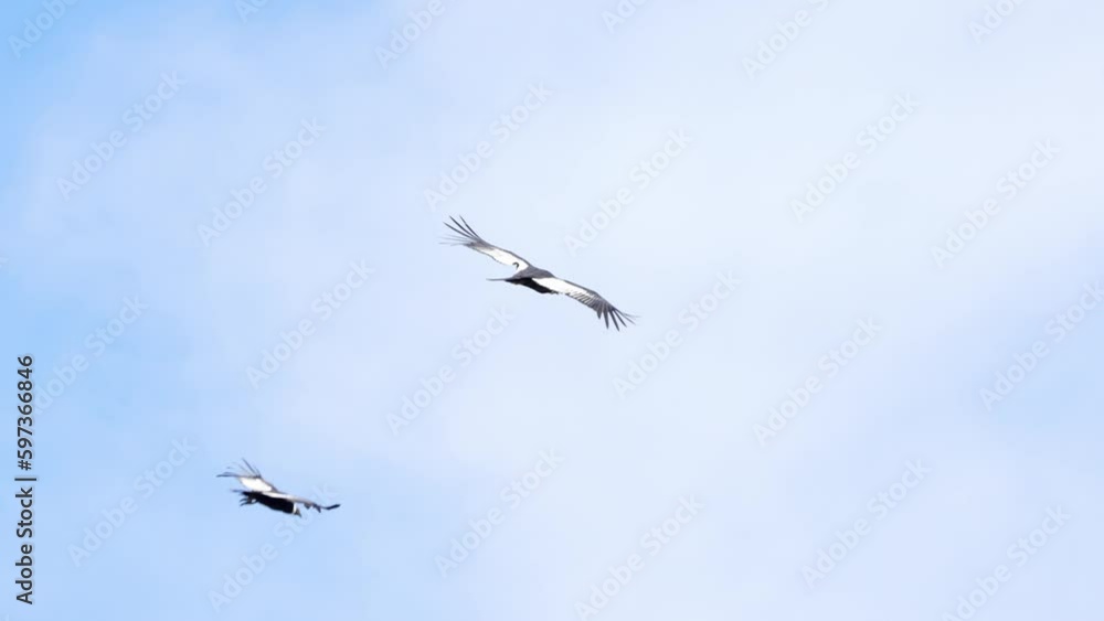 A pair of Andean Condors (Vultur gryphus) flying on a sunny day over the mountains. Argentina. A pair of Andean Condors (Vultur gryphus) flying on a sunny day over the mountains. Argentina.