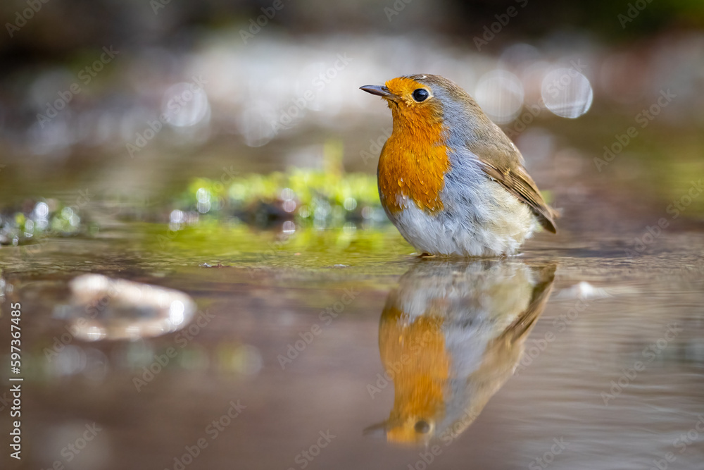 European robin (Erithacus rubecula) bathes. Orange songbird with mirror reflection in water surface. European robin (Erithacus rubecula) bathes. Orange songbird with mirror reflection in water surface.