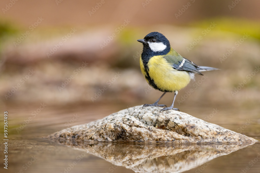Great Tit (Parus Major) bathes. Small songbird with mirror reflection in water surface.