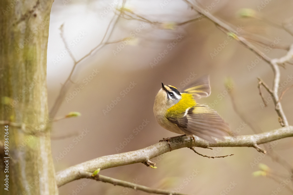 Firecrest - Regulus ignicapilla small forest bird with the yellow crest singing in the branch . Firecrest - Regulus ignicapilla small forest bird with the yellow crest singing in the branch .