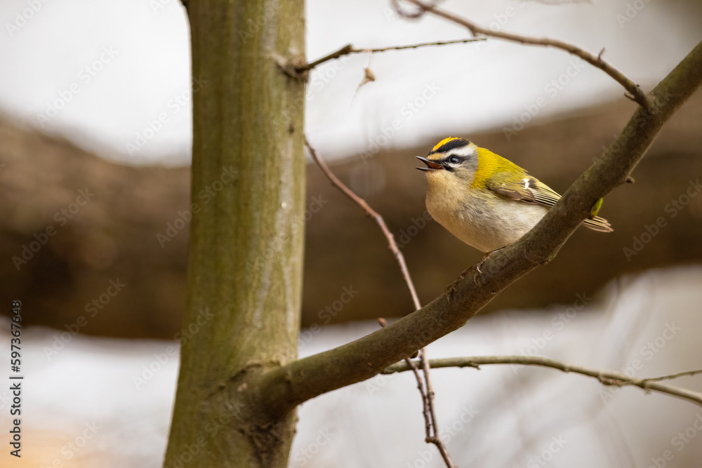 Obraz premium Firecrest - Regulus ignicapilla small forest bird with the yellow crest singing in the branch .
