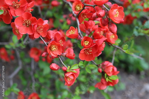 Chinese quince flowers, Chaenomeles speciosa, tree. photo