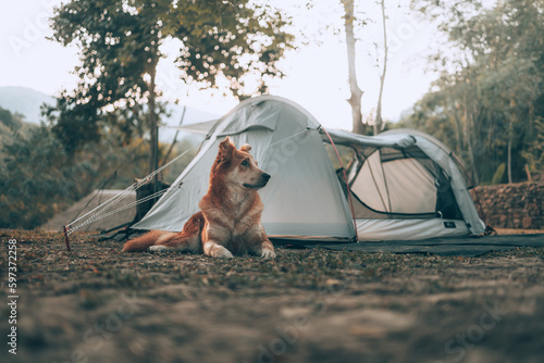 The happy dog excited hearing birds singing  in the morning during a camping trip in the forest on holiday. Vocation and travel concept.